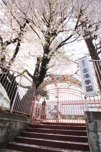 金港幼稚園(創立から100年以上ずっと変わらない遊びを中心にした保育。金港幼稚園で「生きる力」を育てよう。)