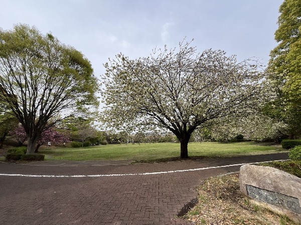 滝ヶ谷公園(「たきぎやと」公園と読みます。北山田駅から徒歩5分、広い芝生とランニングコースのある大きな公園。)