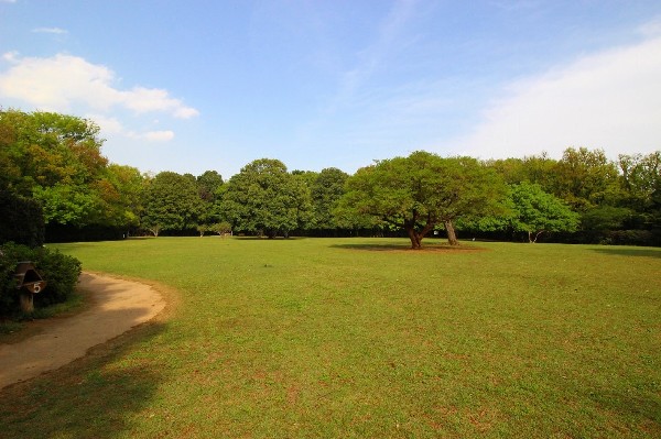 東高根森林公園(四季を感じる自然豊かな大規模公園。自然と触れ合う楽しさを感じよう。)