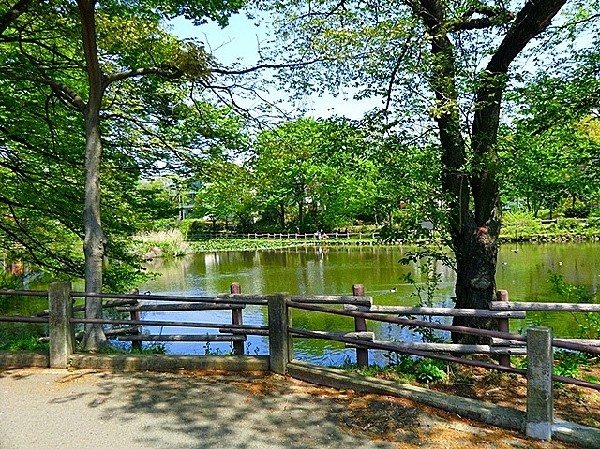 菊名池公園(池の横には流れるプールや子ども用プールがある。公園側の池には野鳥と触れ合えたりと自然を満喫できる。近所に軽く行ける場所にあるのはうれしい)