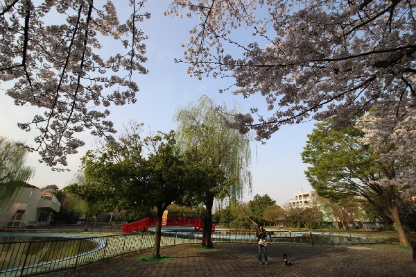 菊名池公園　(妙蓮寺駅徒歩3分の、池を囲んだのどかな公園です。春には桜が楽しめ、夏にはプールが賑わっています。)
