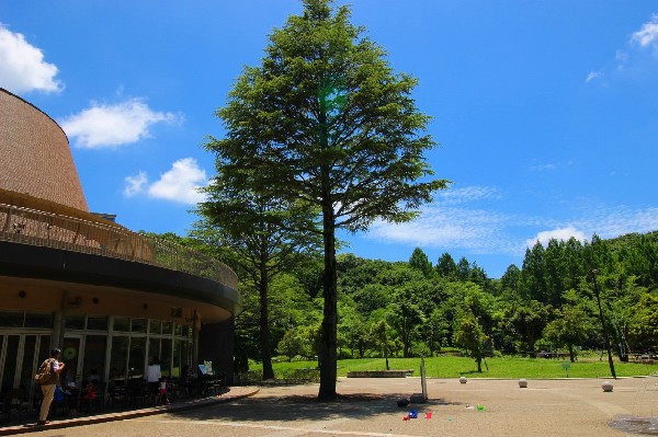 生田緑地(爽やかな風が通り、豊かな自然をそのままいかした広大な緑地。広場、プラネタリウム、バラ園など、幅広い世代が楽しめるのも魅力です。)