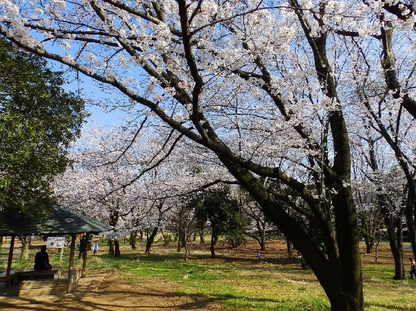 菅生緑地(樹木が立ち並び、木漏れ日を愉しめる公園。落ち着きある空間が広がります。)