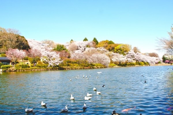三ツ池公園(春には1600本の桜が咲く名所。テニスコート、プール、ロング滑り台等があり、1日中楽しめる公園です。)