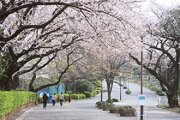 三ツ沢公園(国体やオリンピックにも使われた歴史ある運動公園。Ｊリーグなども開催される。桜の名所としても有名です。)